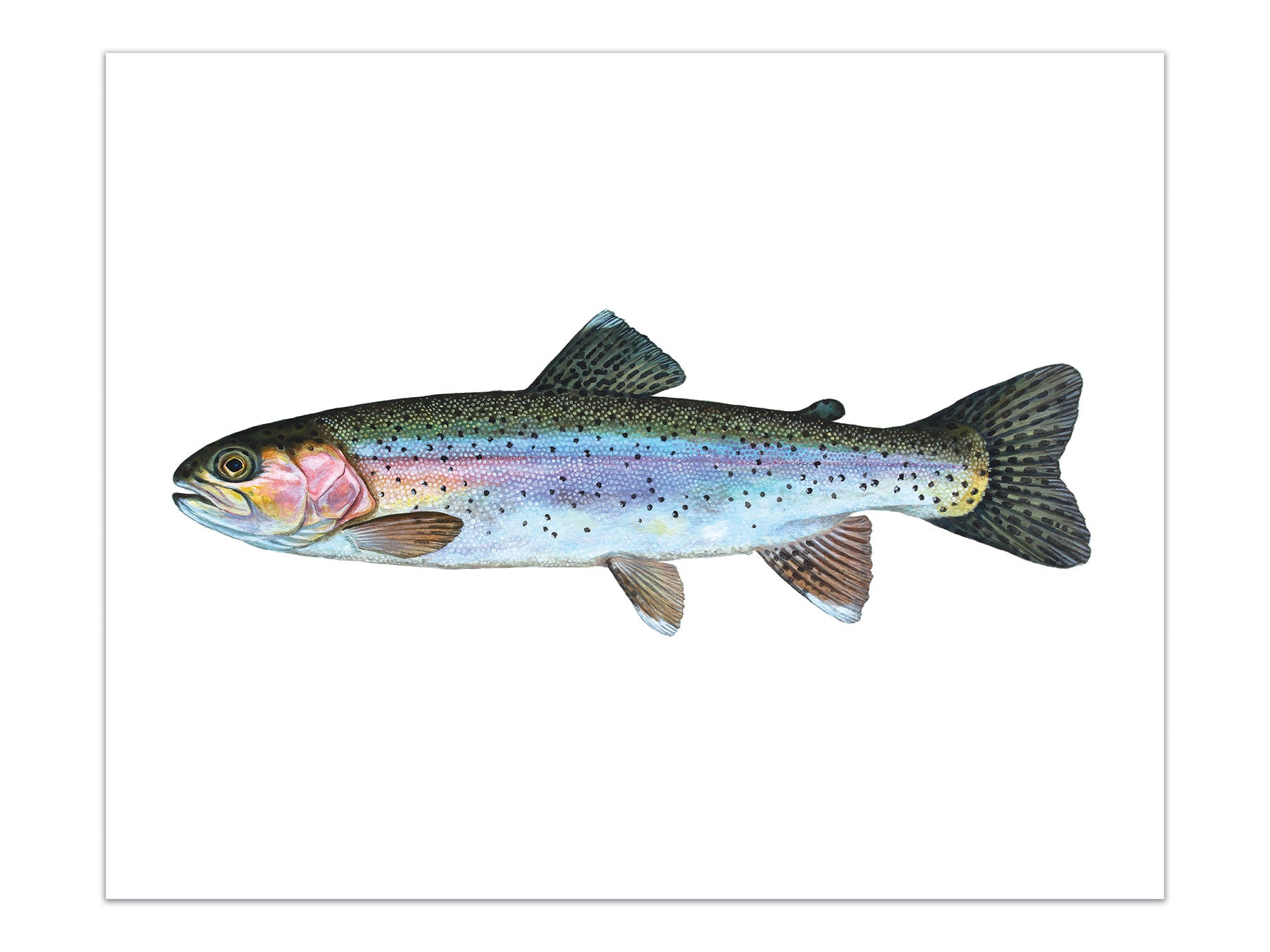 RainbowTrout_print_photo.jpg?v
