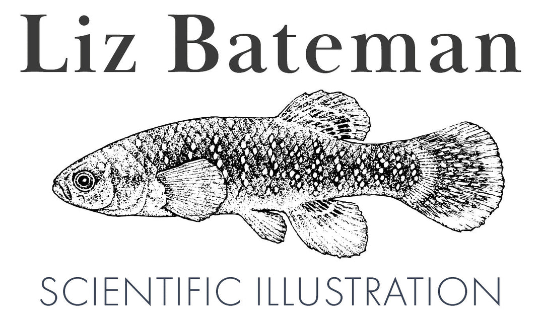 LB Scientific Illustrations