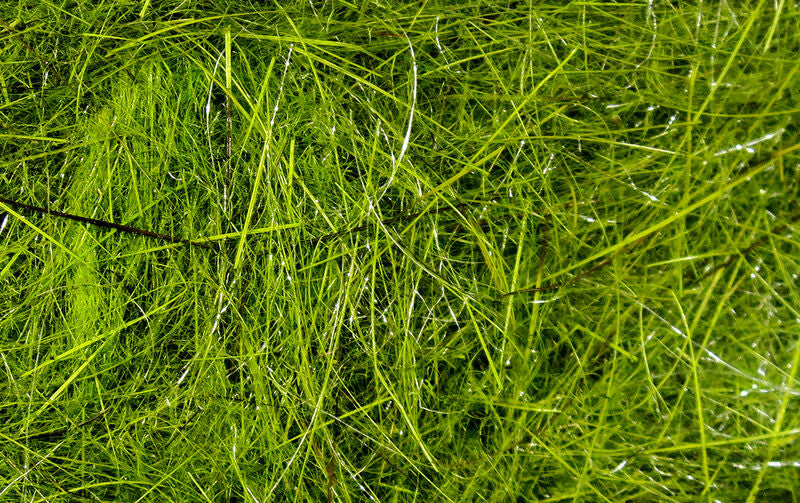 HARE'S EAR PLUS DUB