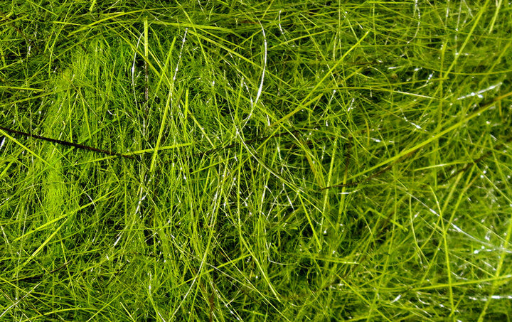 HARE'S EAR PLUS DUB
