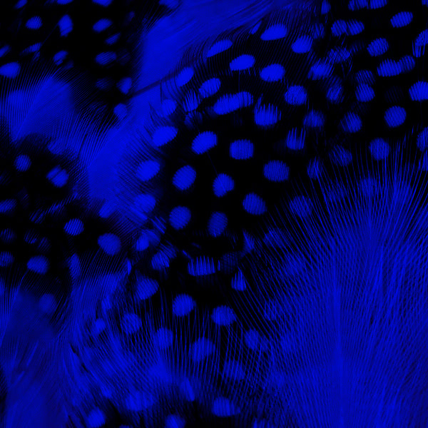 GUINEAFOWL STRUNG