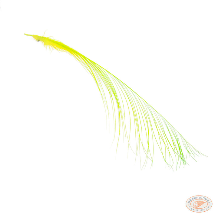 Heron Feathers – Large Premium