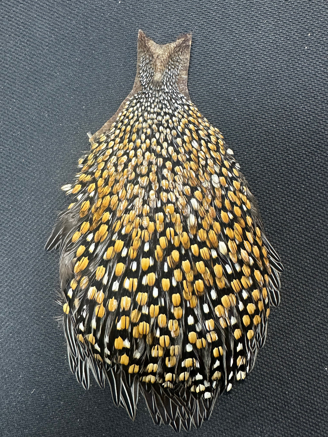 Jungle Cock Capes (WYSIWYG)