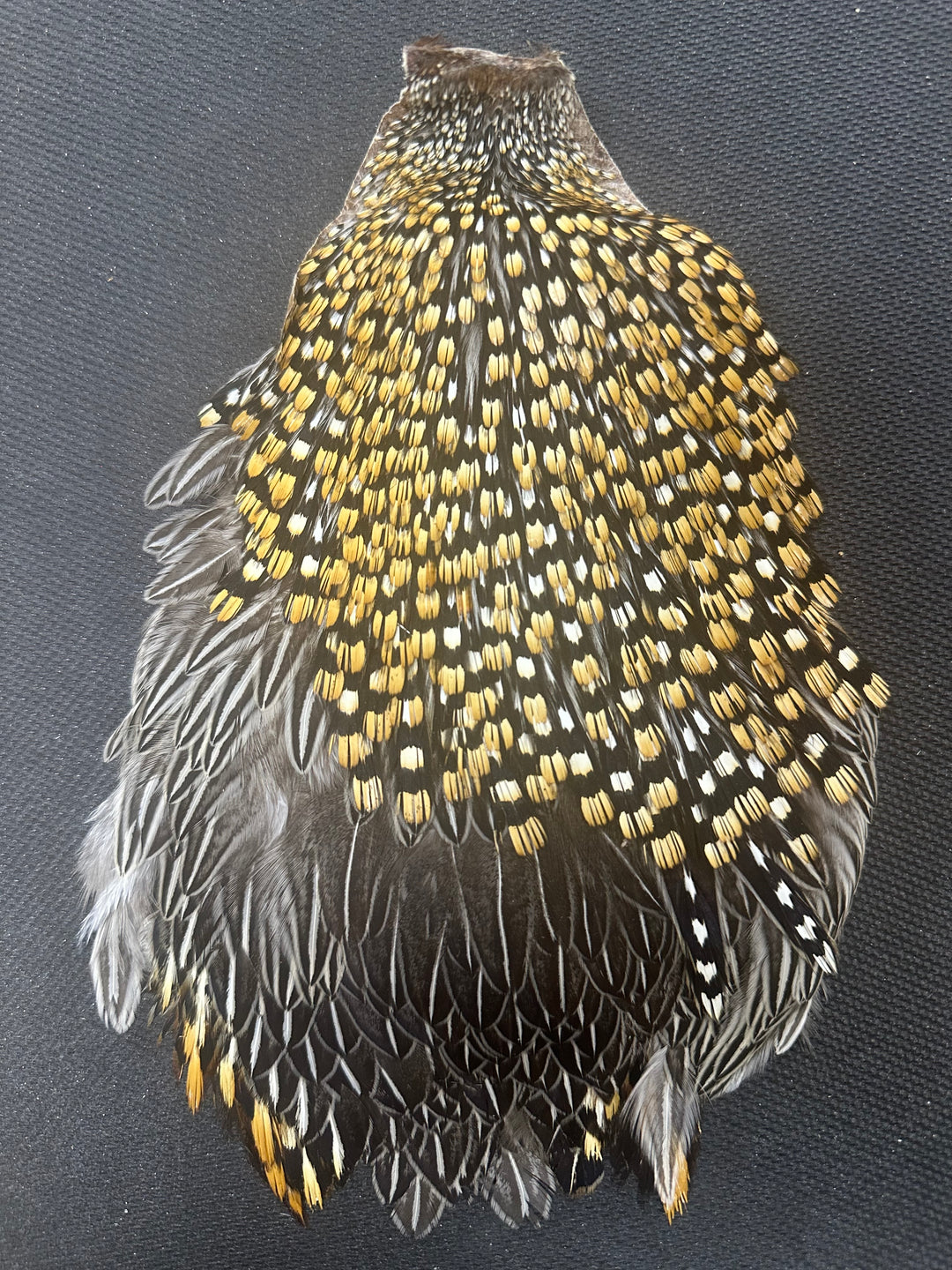 Jungle Cock Capes (WYSIWYG)