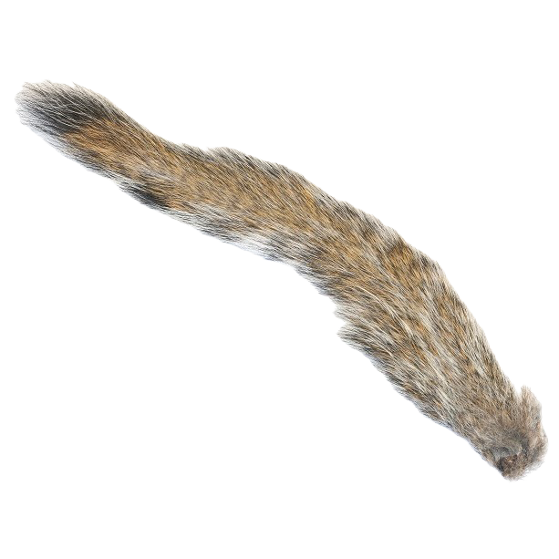 Grey Squirrel tail