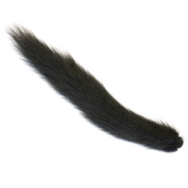 Grey Squirrel tail