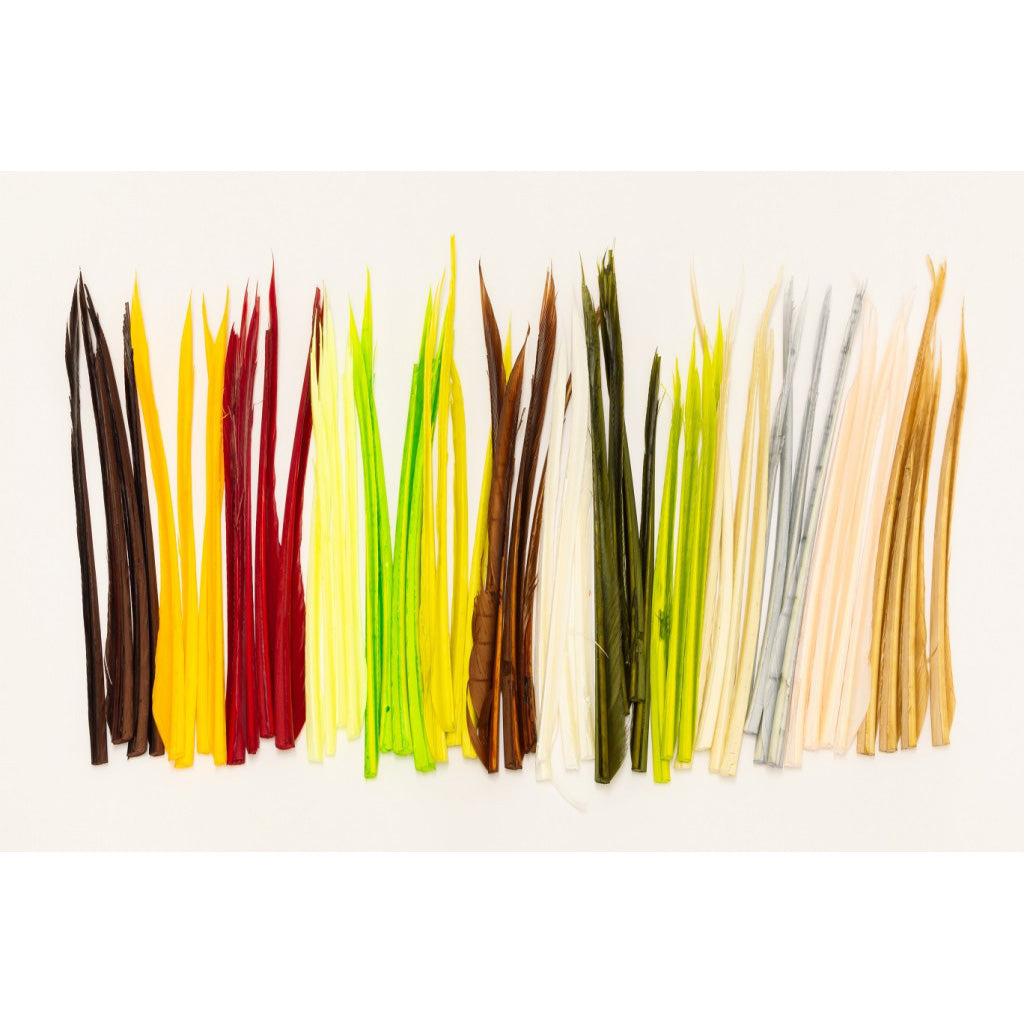 Turkey Biots