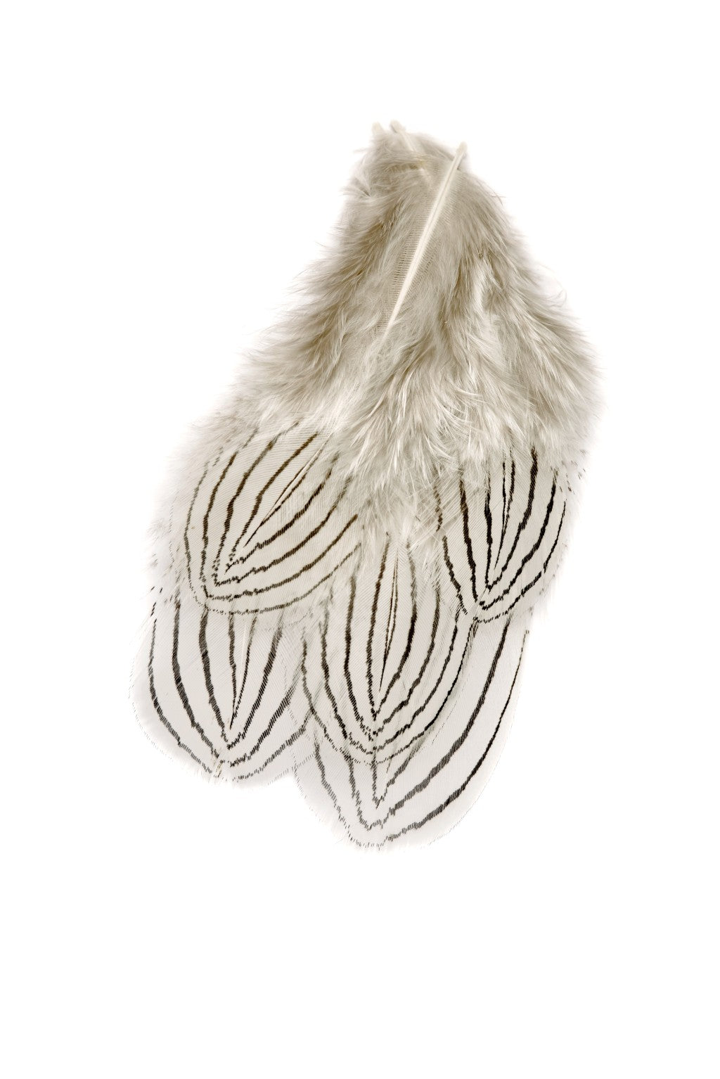 Silver Pheasant Body