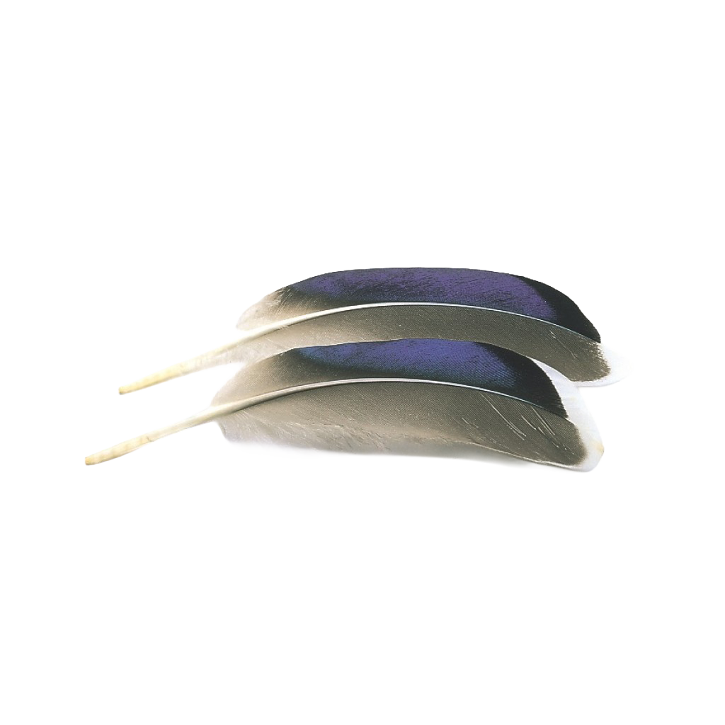 Mallard Duck Wing Quills – Blue/White Tip