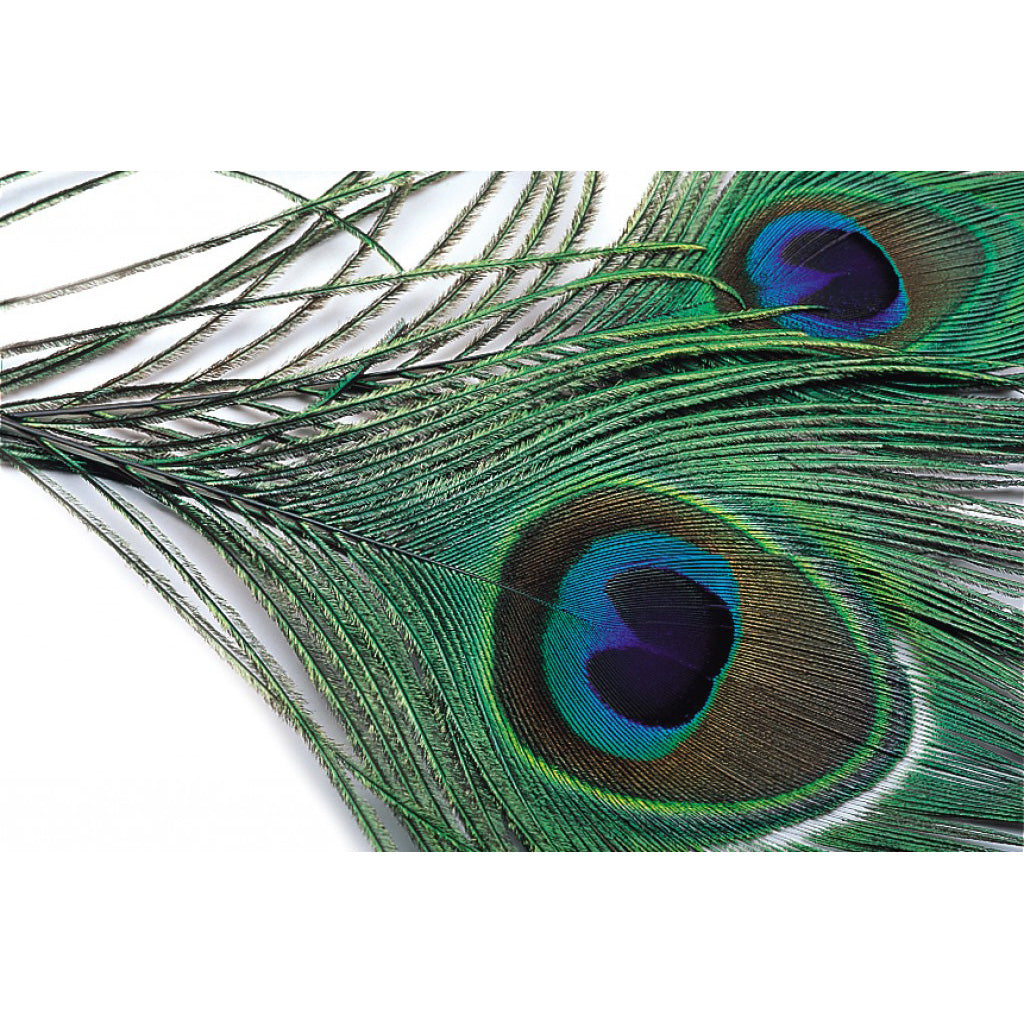 Peacock eye top