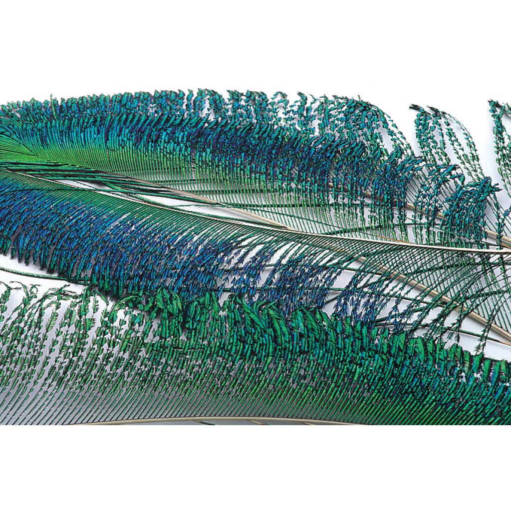 Peacock Sword Tails