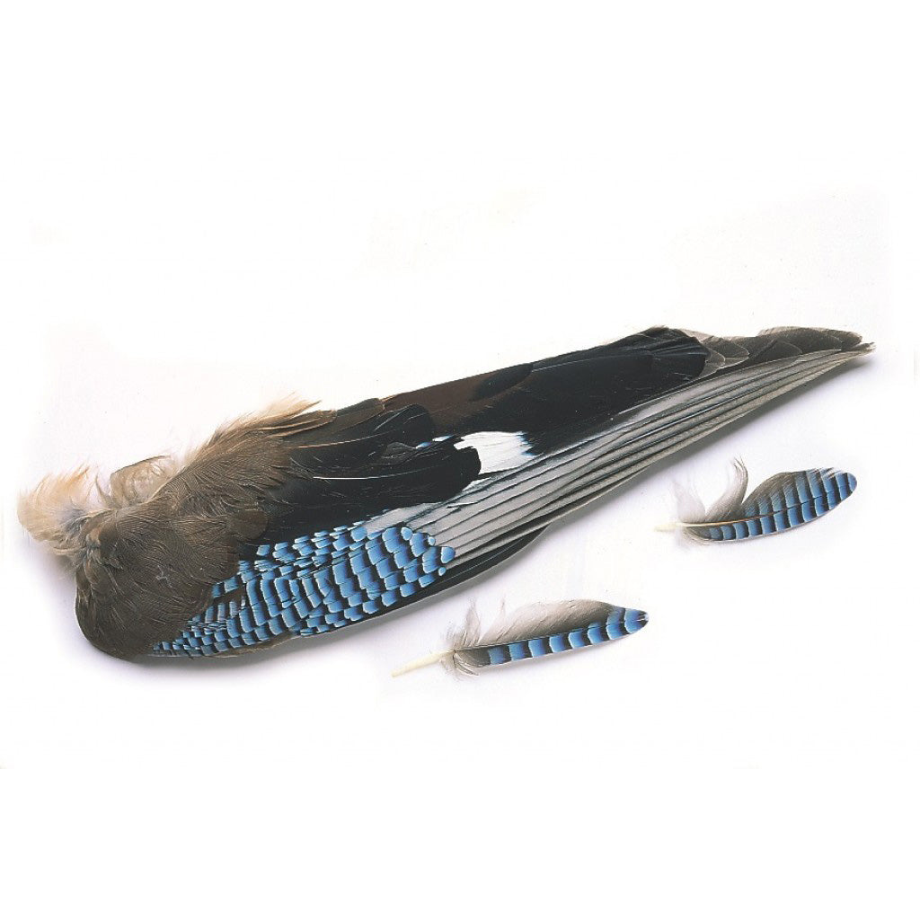 Jay wing hackles (10 Pieces)