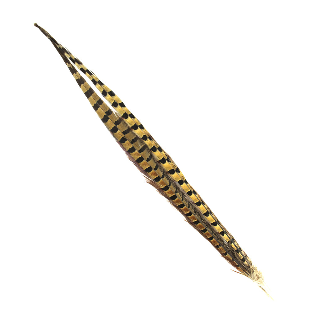 RING-NECKED PHEASANT TAIL 18-20 IN