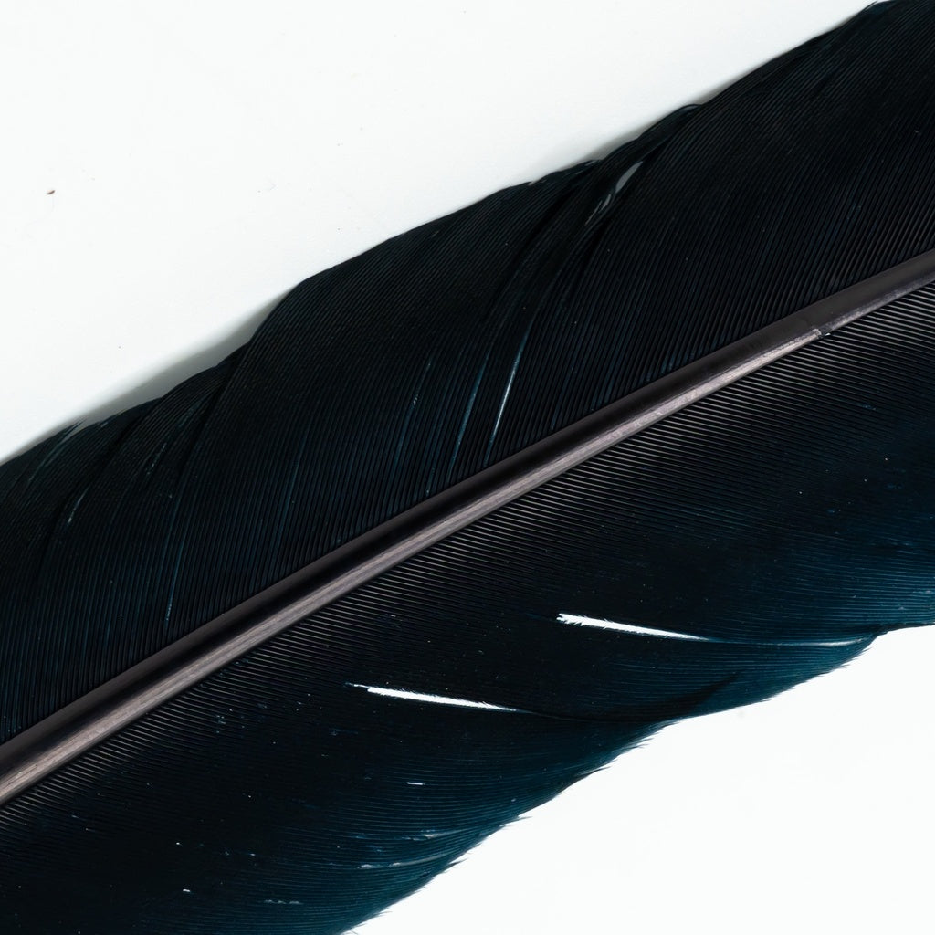 Turkey Quills