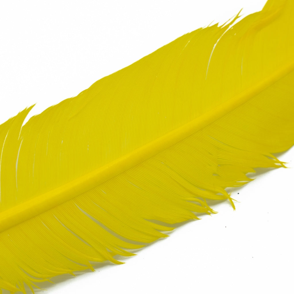 Turkey Quills