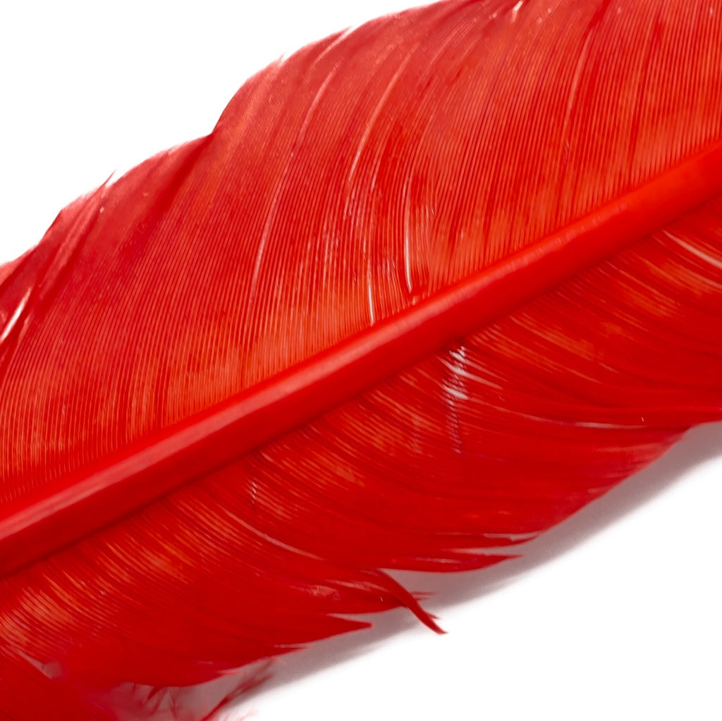 Turkey Quills