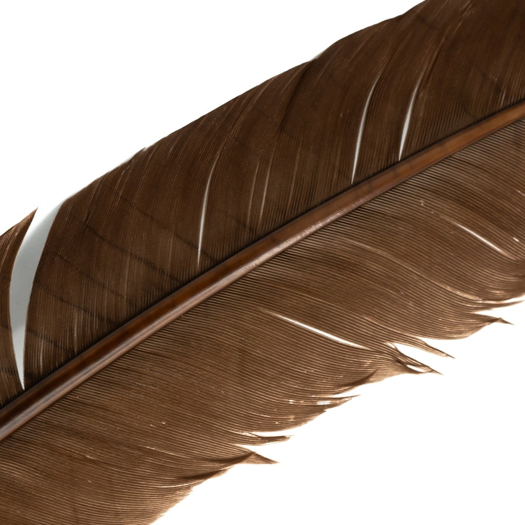 Turkey Quills