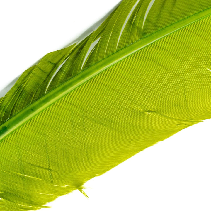 Turkey Quills