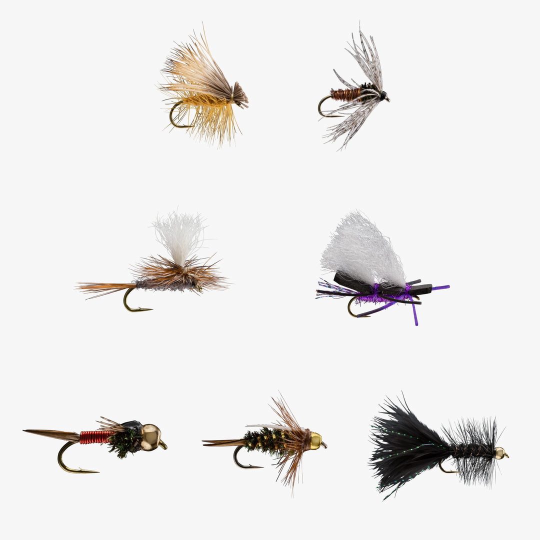 BASIC TROUT
