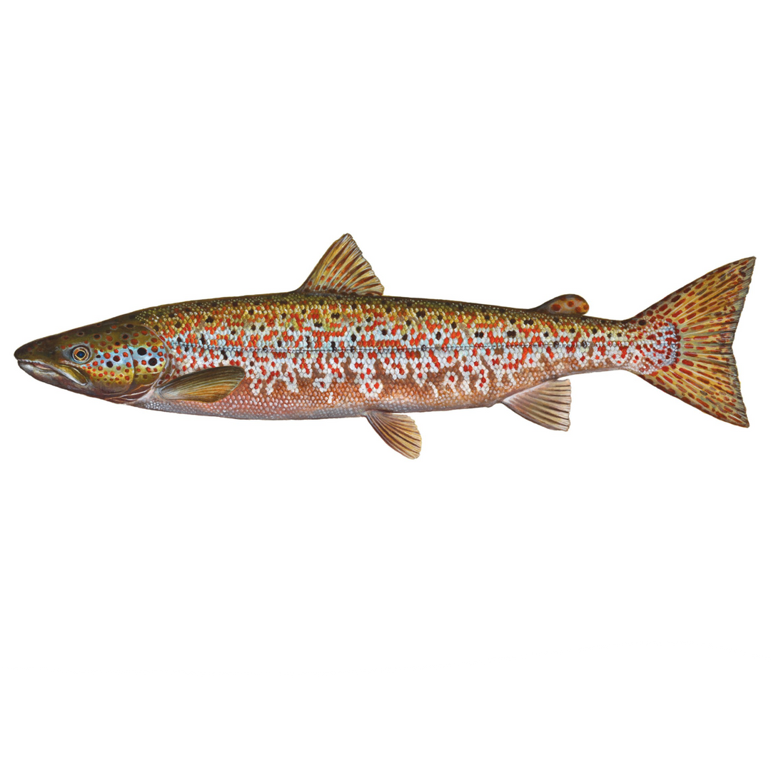 Atlantic Salmon Print (Spawning Colours)