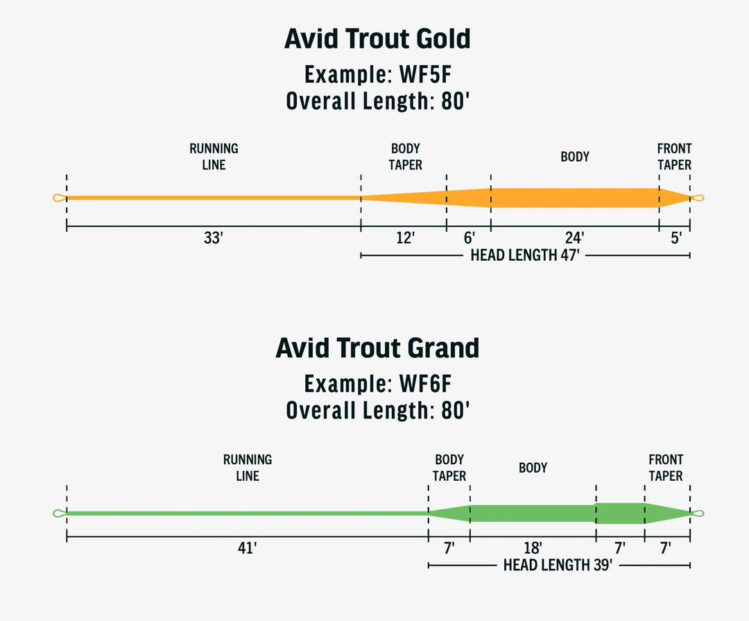 AVID TROUT—GOLD