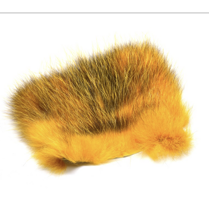American Opossum