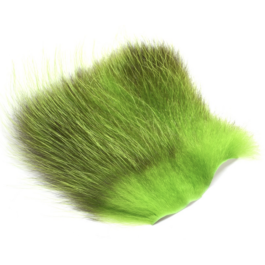 American Opossum
