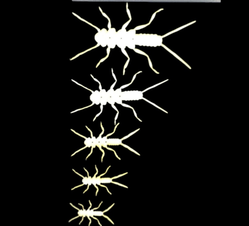 ABC STONEFLIES