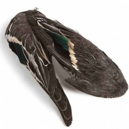 Teal Wing